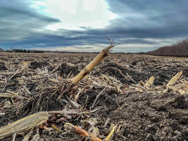 Campo de maíz después de la cosecha con tierra esparcida. — Foto de Stock