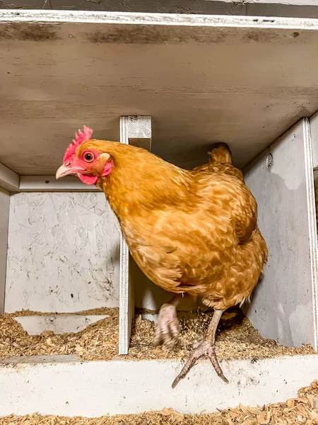 Κοτόπουλο στρώμα σε ένα κλουβί ελεύθερο κοτέτσι για την παραγωγή αυγών. — Φωτογραφία Αρχείου