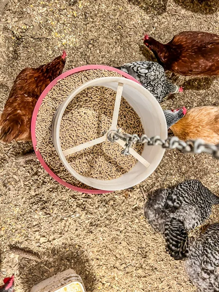 Overhead view of a chicken feeder in a free range coop with birds around it — Stock Photo, Image