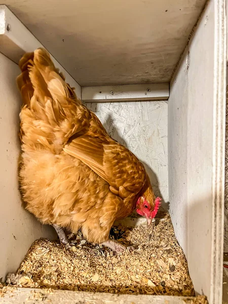 Kafeste yumurta bırakmak için bedava tavuk tabağı.. 