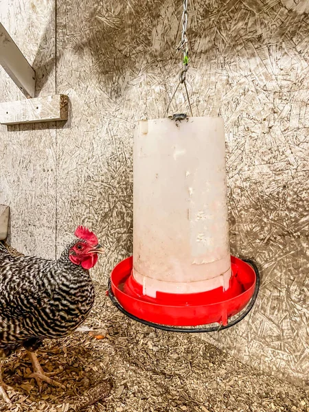 Chickens getting a drink of water from a hanging feeder in a free range coop. — Stock Photo, Image