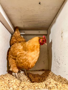 Kafeste yumurta bırakmak için bedava tavuk tabağı.. 