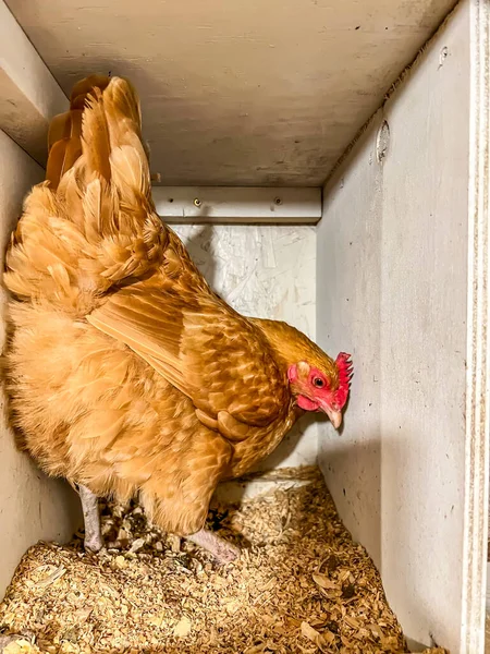 Layer chicken in a cage free coop for laying eggs. — Stock Photo, Image