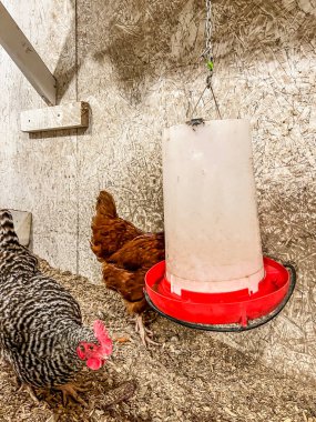 Tavuklar, serbest kümesteki bir asma yemliğinden su içiyorlar..