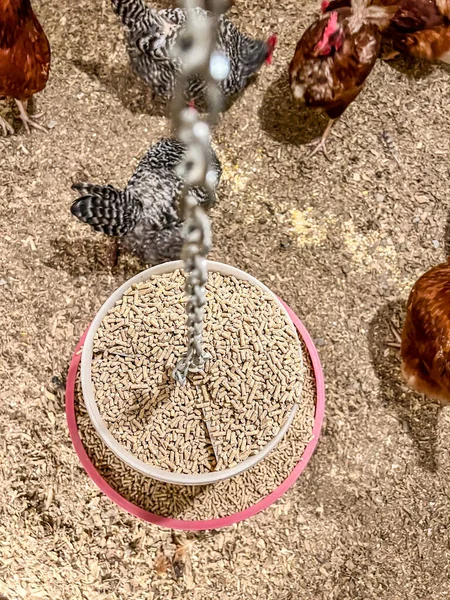 Overhead view of a chicken feeder in a free range coop with birds around it — Stock Photo, Image