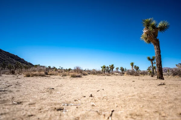 Одинокий Джошуа Три на фоне голубого неба в Национальном парке и пустыни — стоковое фото
