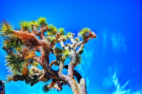 Lone Joshua Tree against a blue sky in the National Park — стоковое фото