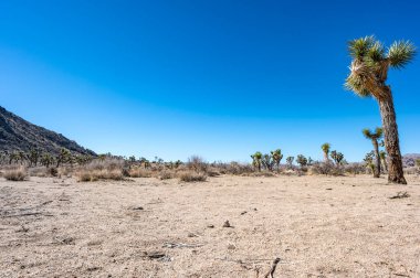 Yalnız Joshua Ağacı, Ulusal Park 'ta mavi gökyüzüne karşı ve çöl arka planında