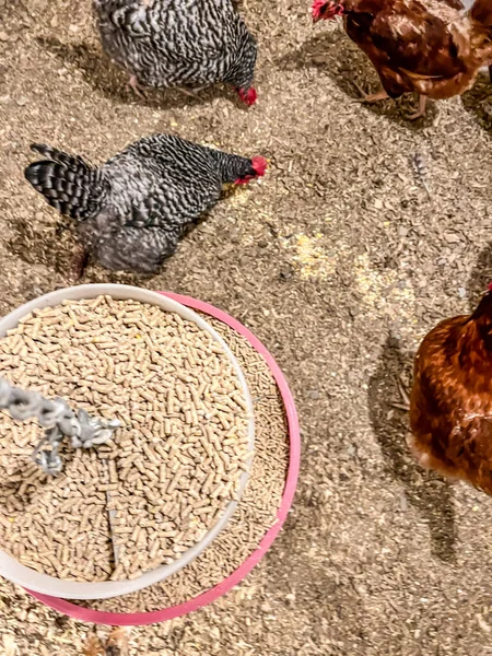 Overhead view of a chicken feeder in a free range coop with birds around it — Stock Photo, Image