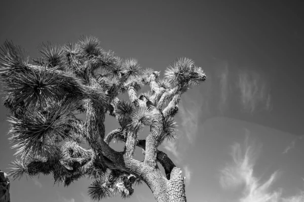 Lone Joshua Tree against a blue sky in the National Park — Stockfoto