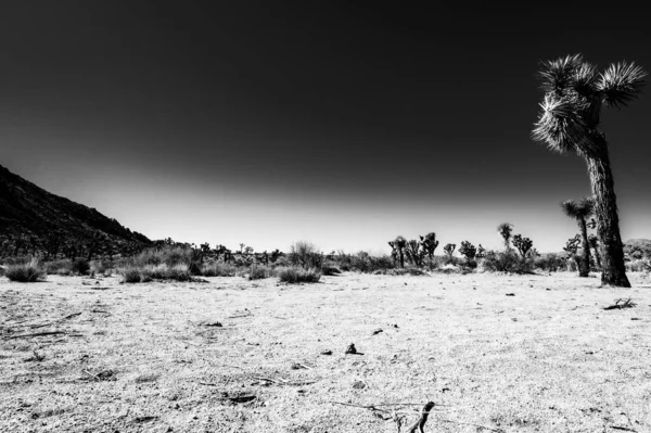 在国家公园和沙漠背景的蓝天映衬下孤零零的乔舒亚树 — 图库照片