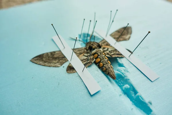 Pinned tomaat hoornworm mot met vleugels uitgespreid op een schuimbord — Stockfoto