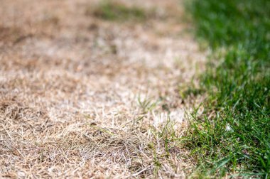 Sağlıklı çimenler ve yanmış çimenler arasında gözle görülür bir fark vardır.. 