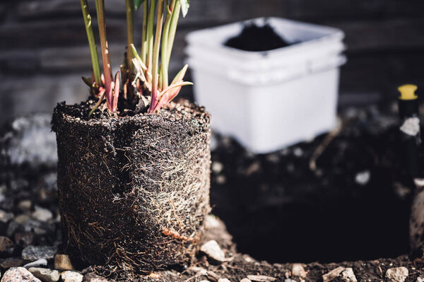 Пересадка корневого растения в недавно вырытую яму в качающемся пансионе рядом с домом. Высокое качество фото