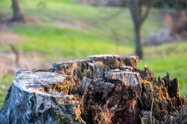 Çürüyen yaşlı ağaç gövdesi uzun yıllardan kalma çürüme ve yaşını gösteriyor. - Evet. Yüksek kalite fotoğraf