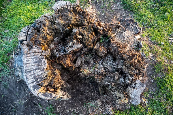 Alter Verrottender Baumstumpf Der Alter Und Verfall Vieler Jahre Aufweist — Stockfoto