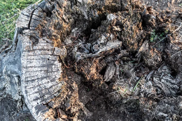 陈腐的树桩显示了多年的衰老和腐烂 是的高质量的照片 — 图库照片