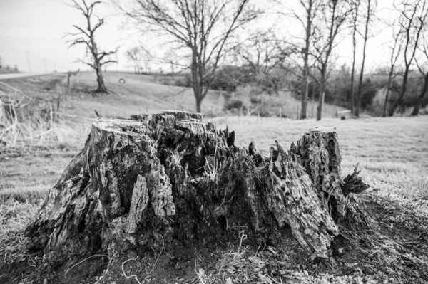 Old Rotting Tree Stump Showing Age Decay Many Years High — Stock Photo, Image