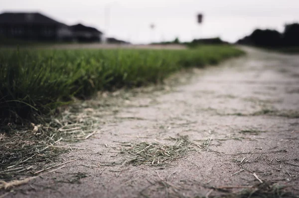 Вырезки Травы Разбросаны Жилым Тротуарам После Стрижки Высокое Качество Фото — стоковое фото