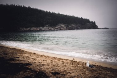 Acadia Ulusal Parkı 'nın kumsalında, Mount Desert Adası' nın doğu yakasında.