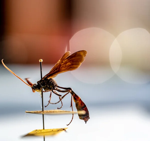 Przygwożdżony Okaz Osy Ichneumonowej Kolekcji Owadów Entomologicznych Wysokiej Jakości Zdjęcie — Zdjęcie stockowe