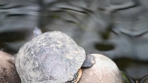 Вид Сзади Покрашенная Черепаха Соскальзывает Скалы Воду Уплыть Высококачественные Кадры — стоковое видео