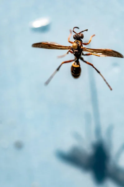 有选择地把焦点集中在用别针固定的纸蜂昆虫悬吊在空白表面上 高质量的照片 — 图库照片