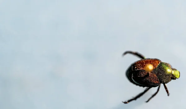 Vzorek Japonských Brouků Hmyzí Sbírce Kvalitní Fotografie — Stock fotografie
