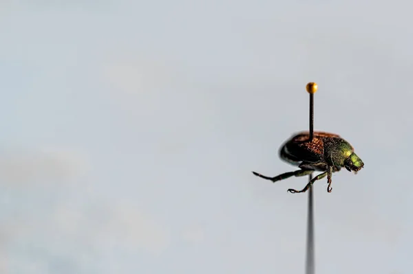 Pinned Espécimen Escarabajo Japonés Una Colección Insectos Foto Alta Calidad — Foto de Stock