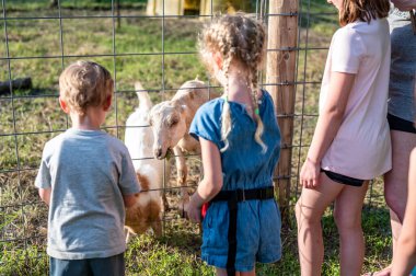 Children feeding grass to fenced goats at a petting zoo. High quality photo