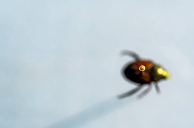 Pinned Japanese beetle specimen in an insect collection. High quality photo
