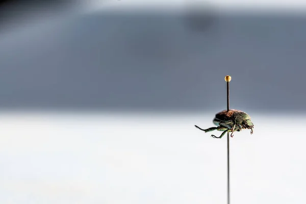 Pinned Japanese Beetle Specimen Insect Collection High Quality Photo — ストック写真