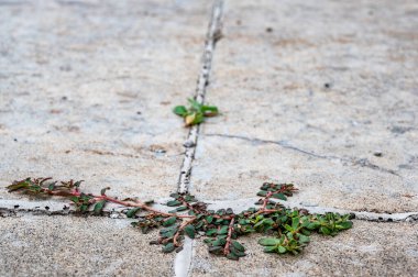 Purslane otu iki beton levha arasında bir çatlak ve eklem arasında büyüyor. Yüksek kalite fotoğraf