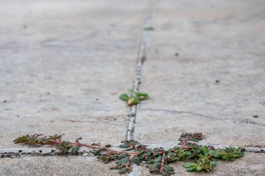 Purslane otu iki beton levha arasında bir çatlak ve eklem arasında büyüyor. Yüksek kalite fotoğraf
