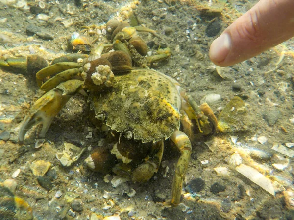 Looking Murky Ocean Water Invasive Species Green Crab Snails Attached — Stock Fotó