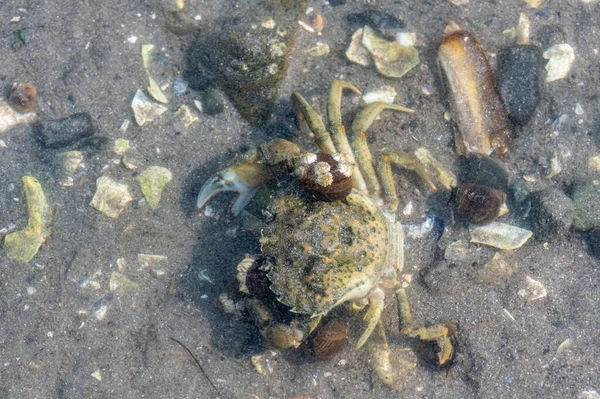 Looking Murky Ocean Water Invasive Species Green Crab Snails Attached — Stock Fotó