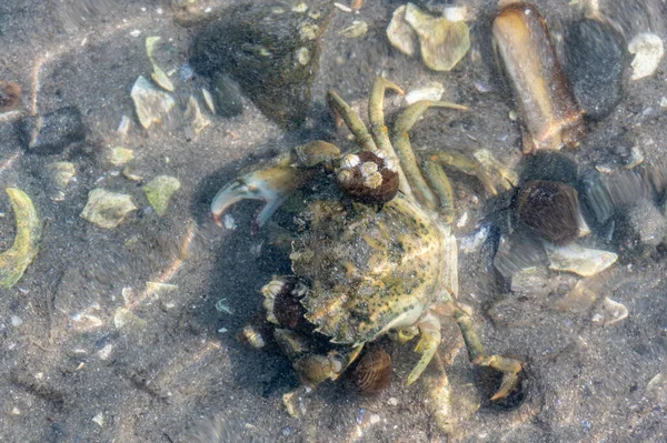 Looking Murky Ocean Water Invasive Species Green Crab Snails Attached — Stock Photo, Image