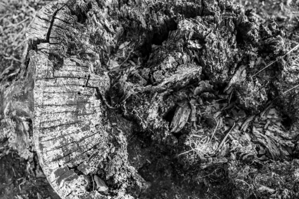 Stare Zgniłe Pnie Drzew Ukazujące Wiek Próchnicę Wielu Lat Tak — Zdjęcie stockowe