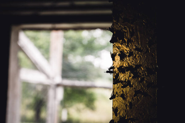 Strip of yellow sticky fly paper covered with insects. High quality photo