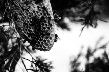 Bal arısı kovanı vahşi doğada bir ağaç dalı üzerine inşa ediliyor. - Evet. Yüksek kalite fotoğraf