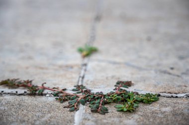 Purslane otu iki beton levha arasında bir çatlak ve eklem arasında büyüyor. Yüksek kalite fotoğraf