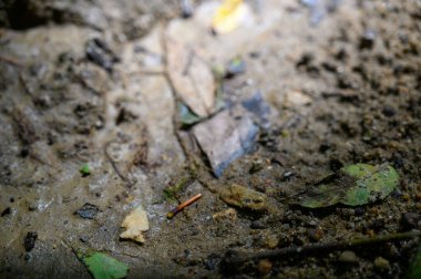 Native American Indian bird point arrowhead in creek bed . High quality photo
