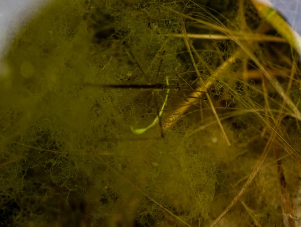 Selective Focus Section Water Scorpion Insect Just Water Surface High — Foto de Stock