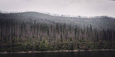 Regrowth of coniferous forest along Lake McDonald shore of Glacier National Park after a forest fire. . High quality photo