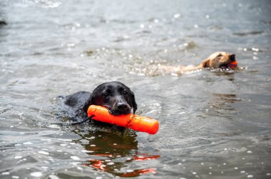 Dog swimming in an open lake with a chew toy. . High quality photo