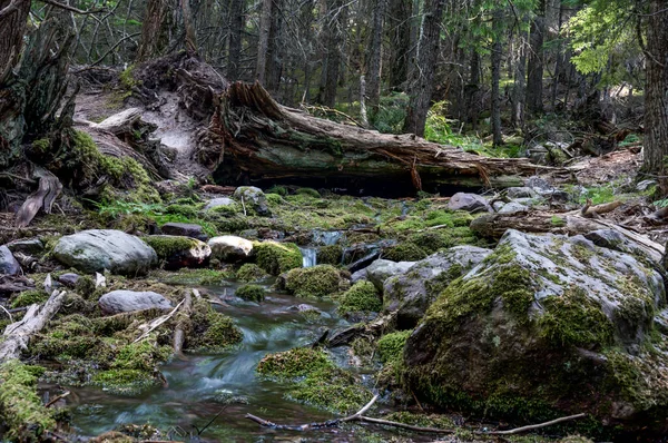 Running glacier melt water in a shallow stream along the Trail of Cedars path to Avalanche Lake in Glacier National Park, Montana, USA. High quality photo