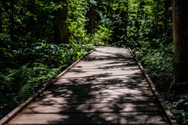 Shaded boardwalk path along Trail of Cedars to Avalanche Lake in Glacier National Park, Montana, USA. High quality photo