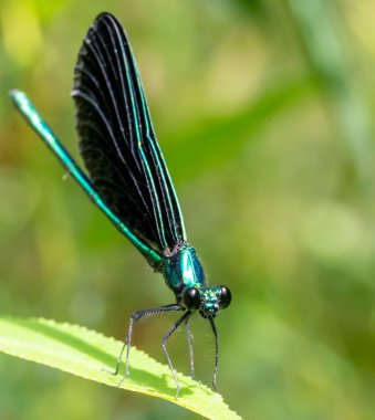 Macro selective focus on the head of a dark winged damselfly resting on a blade of grass. . High quality photo