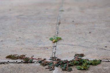 Purslane otu iki beton levha arasında bir çatlak ve eklem arasında büyüyor. Yüksek kalite fotoğraf