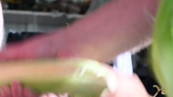 Small Child Learning Shucking Tasseling Sweet Corn High Quality Photo — Αρχείο Βίντεο